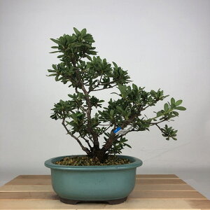 盆栽 皐月 花舞鼓 樹高 約23cm さつき Rhododendron indicum サツキ ツツジ科 常緑樹 鑑賞用 観賞用 現品 送料無料