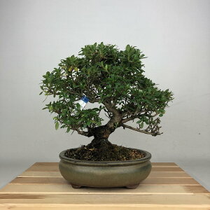 ~ H Mq  24cm  Rhododendron indicum TcL ccW Ύ ӏ Ϗܗp i 