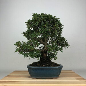 ~ H ̌  29cm  Rhododendron indicum TcL ccW Ύ ӏ Ϗܗp i 