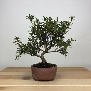 ~ H   18cm  Rhododendron indicum TcL ccW Ύ ӏ Ϗܗp i i 
