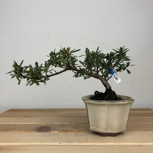 ~ H   9cm  Rhododendron indicum TcL ccW Ύ ӏ Ϗܗp i i 