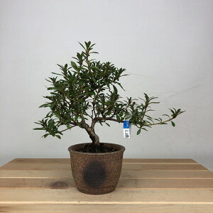 ~ H   15cm  Rhododendron indicum TcL ccW Ύ ӏ Ϗܗp i i