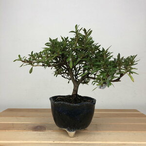 ~ H   13cm  Rhododendron indicum TcL ccW Ύ ӏ Ϗܗp i i 