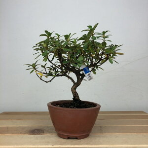 ~ H b{  13cm  Rhododendron indicum TcL  ccW Ύ ӏ Ϗܗp i i 