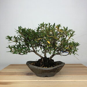 ~ H   15cm  Rhododendron indicum TcL  ccW Ύ ӏ Ϗܗp i i 