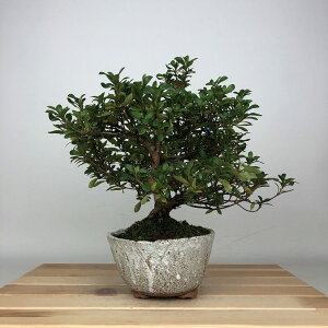 ~ H ͂Ȃт  21cm  Rhododendron indicum TcL ccW Ύ ӏܗp Ϗܗp i