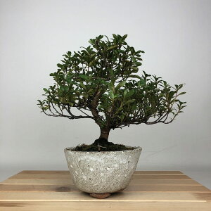 ~ H ͂Ȃт  20cm  Rhododendron indicum TcL ccW Ύ ӏܗp Ϗܗp i i