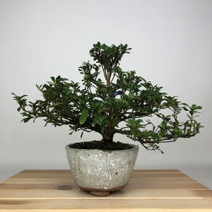 ~ H ͂Ȃт  18cm  Rhododendron indicum TcL ccW Ύ ӏܗp Ϗܗp i i