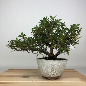 ~ H ͂Ȃт  19cm  Rhododendron indicum TcL ccW Ύ ӏܗp Ϗܗp i i
