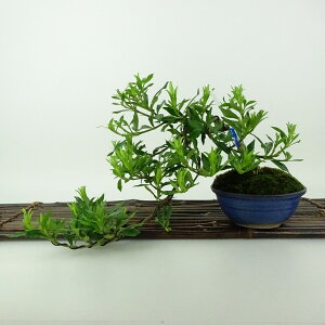 ~ q _  ㉺ 16cm Ȃ Gardenia jasminoides N`iV AJl N`iV Ύ Ϗܗp i i 