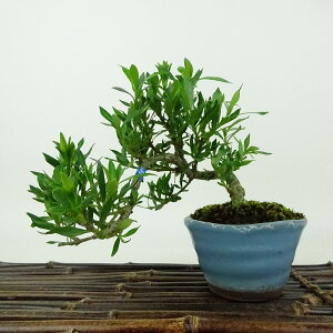 ~ q _  ㉺ 13cm Ȃ Gardenia jasminoides N`iV AJl N`iV Ύ Ϗܗp i i