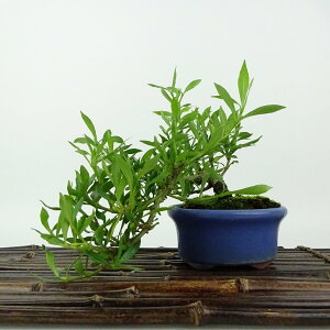 ~ q _  ㉺ 13cm Ȃ Gardenia jasminoides N`iV AJl N`iV Ύ Ϗܗp i i 