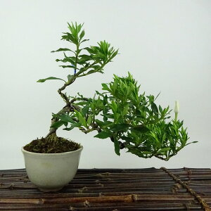 ~ q _  ㉺ 18cm Ȃ Gardenia jasminoides N`iV AJl N`iV Ύ Ϗܗp i i 