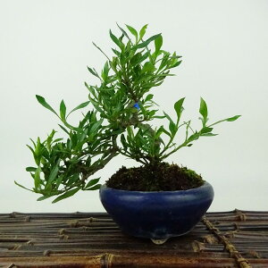 ~ q _  15cm Ȃ Gardenia jasminoides N`iV AJl N`iV Ύ Ϗܗp i i 