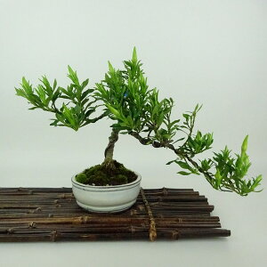 ~ q _  16cm Ȃ Gardenia jasminoides N`iV AJl N`iV Ύ Ϗܗp i i 
