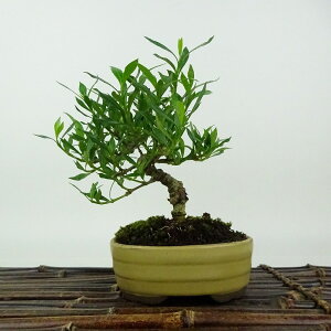 ~ q _  14cm Ȃ Gardenia jasminoides N`iV AJl N`iV Ύ Ϗܗp i i 