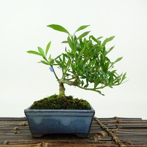 盆栽 梔子 喜代誉 樹高 約11cm くちなし Gardenia jasminoides クチナシ アカネ科 クチナシ属 常緑樹 観賞用 小品 現品 送料無料