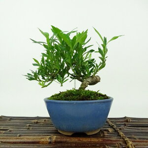 ~ q _  12cm Ȃ Gardenia jasminoides N`iV AJl N`iV Ύ Ϗܗp i i 