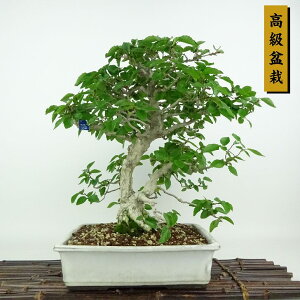 ~ l  30cm 킵 Carpinus turczaninovii CVf JomL t Ϗܗp i