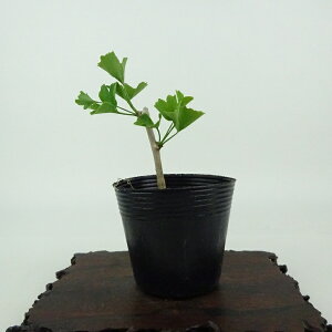~   8cm 傤 Ginkgo biloba C`E gt C`E t Ϗܗp i i