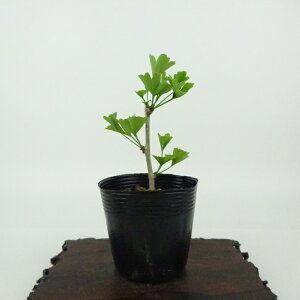 ~   10cm 傤 Ginkgo biloba C`E gt C`E t Ϗܗp i i