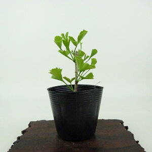 ~   8cm 傤 Ginkgo biloba C`E gt C`E t Ϗܗp i i