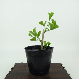 ~   9cm 傤 Ginkgo biloba C`E gt C`E t Ϗܗp i i