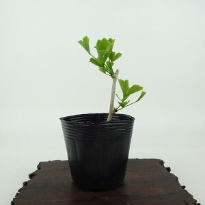 ~   9cm 傤 Ginkgo biloba C`E gt C`E t Ϗܗp i i