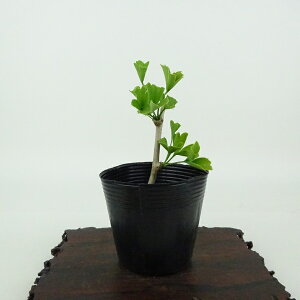 ~   9cm 傤 Ginkgo biloba C`E gt C`E t Ϗܗp i i