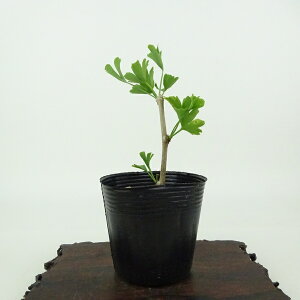 ~   10cm 傤 Ginkgo biloba C`E gt C`E t Ϗܗp i i