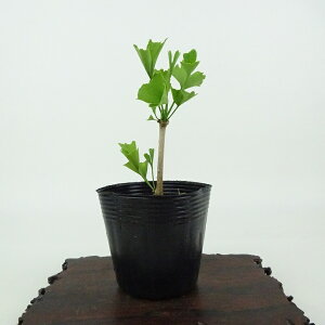 ~   10cm 傤 Ginkgo biloba C`E gt C`E t Ϗܗp i i