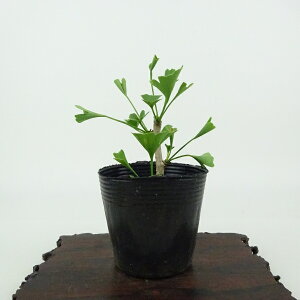 ~   8cm 傤 Ginkgo biloba C`E gt C`E t Ϗܗp i i