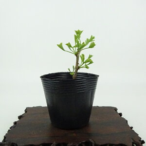 ~   7cm 傤 Ginkgo biloba C`E gt C`E t Ϗܗp i i