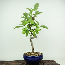 盆栽 姫林檎 姫国光 樹高 約40cm ひめりんご Malus prunifolia ヒメリンゴ バラ科 リンゴ属 落葉樹 観賞用 現品 送料無料