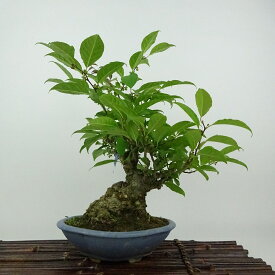 盆栽 梅擬 樹高 約26cm うめもどき Ilex serrata ウメモドキ モチノキ科 落葉樹 観賞用 現品