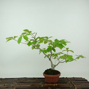 ~   23cm Ȃ Quercus serrata Ri gt ui Ri t Ϗܗp i 