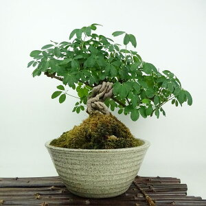 ~ ؒ  22cm  Akebia quinata APr   鐫 APr t Ϗܗp i 