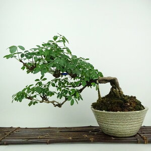 ~ ؒ  23cm  Akebia quinata APr   鐫 APr t Ϗܗp i 