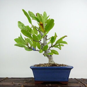 ~ PԂ  30cm Ђ߂Ԃ Magnolia tomentosa qRuV N N t ӏܗp Ϗܗp i