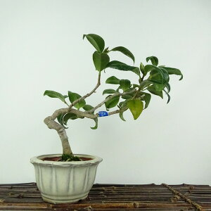~  ̏  19cm ΂ Camellia japonica coL coL Ύ ӏܗp Ϗܗp i i 