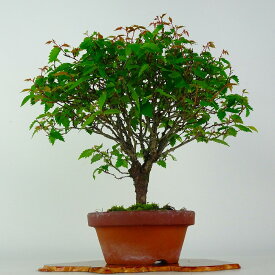盆栽 欅 樹高 約26cm けやき Zelkova serrata ケヤキ 紅葉 ニレ科 ケヤキ属 落葉樹 鑑賞 観賞用 現品 送料無料