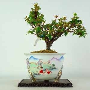 �~�� �c�c�W ���� ��18cm �� Rhododendron �s���N �c�c�W�� ���t�� �ӏ� �Ϗܗp ���i ���i