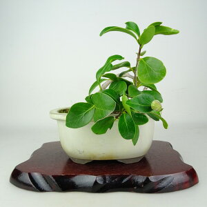 �~�� �� ���� �㉺ ��17cm �΂� Camellia japonica �c�o�L �c�o�L�� ��Ύ� �ӏ� �Ϗܗp ���i ���i ��������