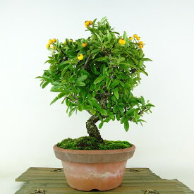 盆栽 ピラカンサ 樹高 約26cm Pyracantha 実物 オレンジ バラ科 常緑樹 観賞用 現品 送料無料