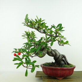 盆栽 ピラカンサ 樹高 約19cm Pyracantha 実物 赤 バラ科 常緑樹 観賞用 小品 現品