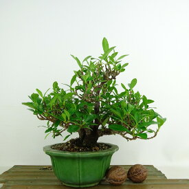 盆栽 梔子 樹高 約18cm くちなし Gardenia jasminoides クチナシ アカネ科 クチナシ属 常緑樹 観賞用 小品 現品