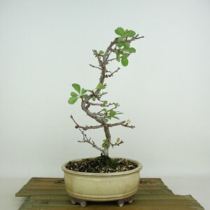 ~ ~ ~  25cm 傤΂ Chaenomeles japonica 'Chojubai' `EWoC o {P t Ϗܗp i
