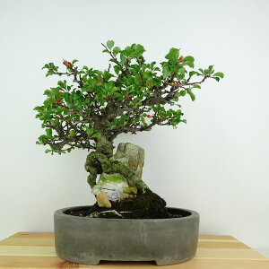 ~ ~ ~  26cm 傤΂ Chaenomeles japonica 'Chojubai' `EWoC Εt o {P t Ϗܗp i