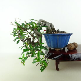 盆栽 ピラカンサ 樹高 上下 約20cm Pyracantha 懸崖 バラ科 常緑樹 観賞用 小品 現品 送料無料