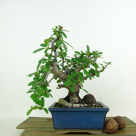 盆栽 ピラカンサ 樹高 約17cm Pyracantha バラ科 常緑樹 観賞用 小品 現品 送料無料